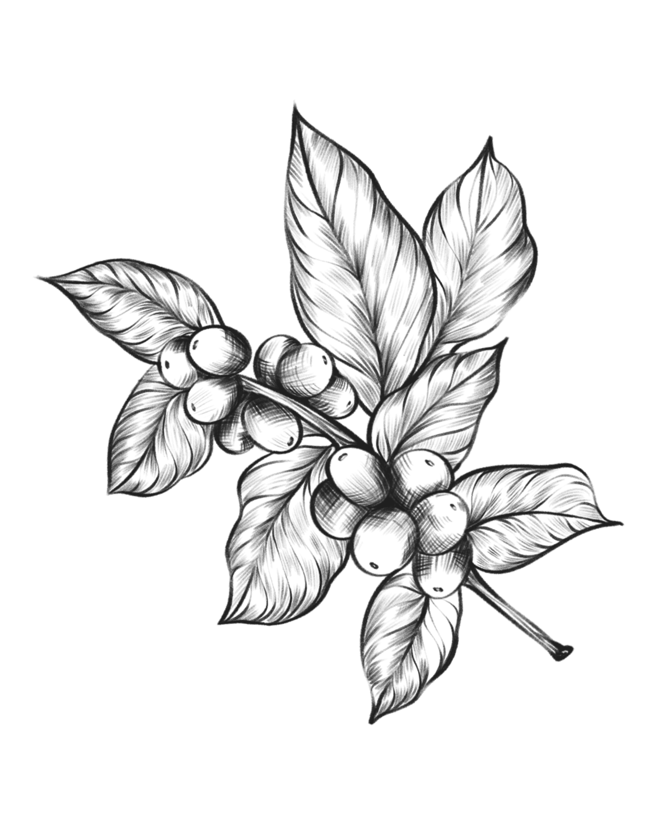 fragrance_image